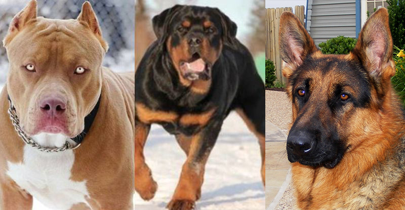 What Type Of Dog Are You?